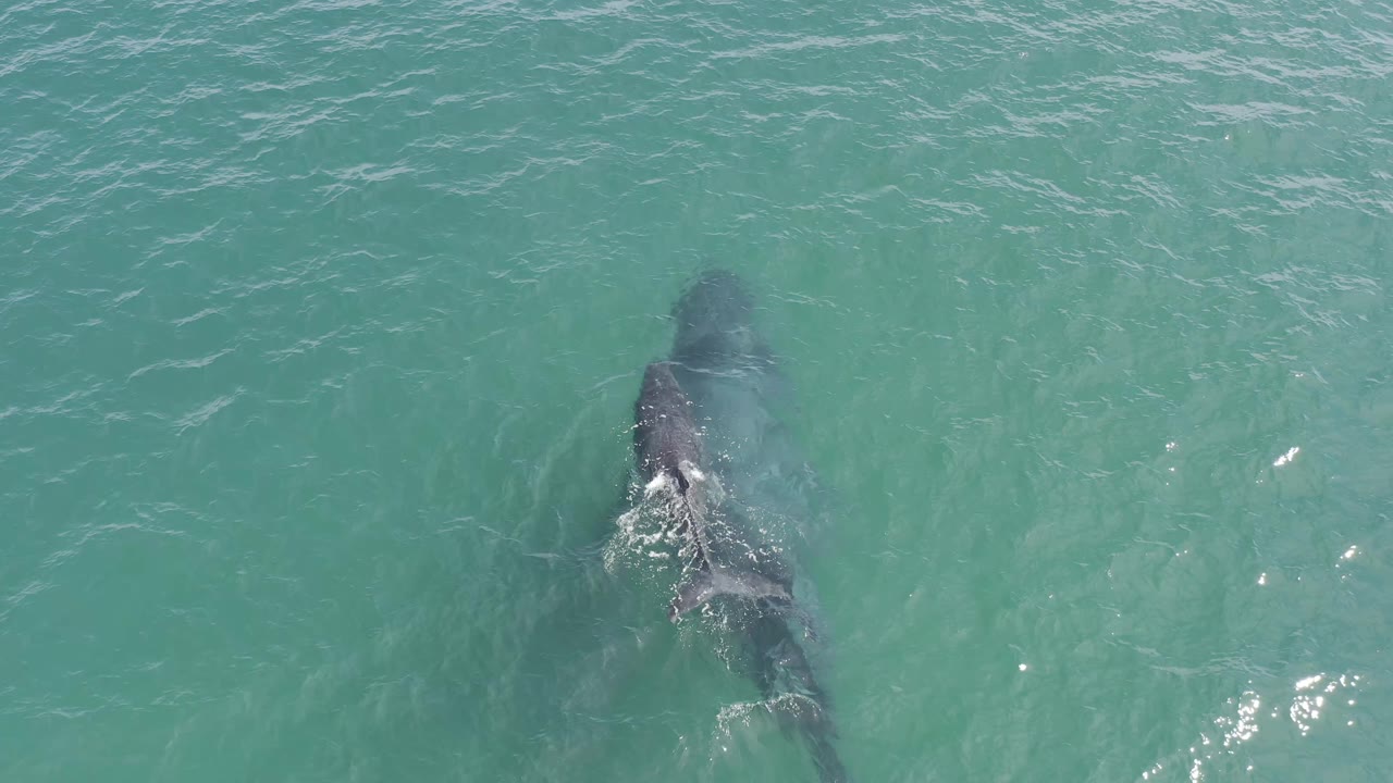 The whale and calf remain centered under green-blue water in Baja California Sur, Mexico, with the larger body trailing visible white turbulence and no visible people.