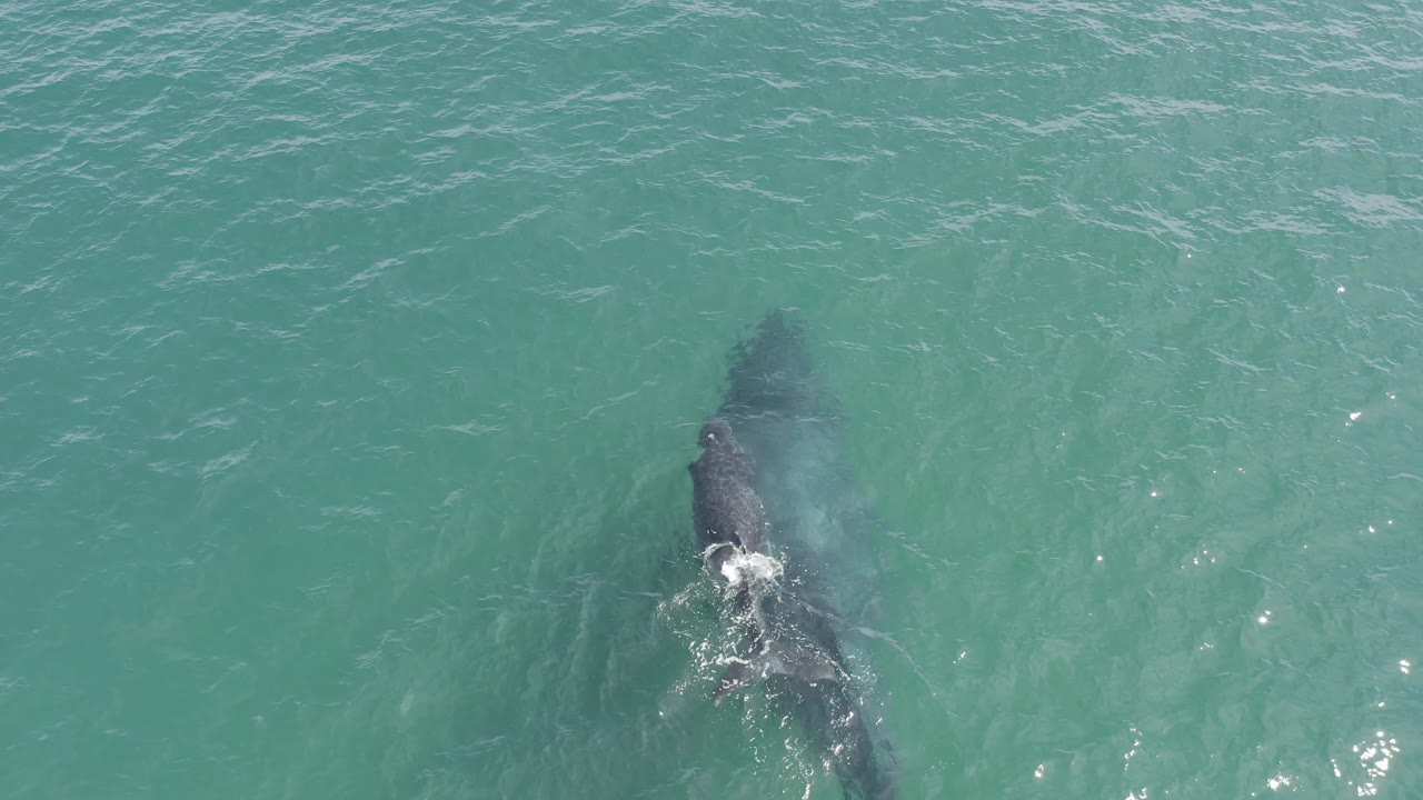 An overhead frame in Baja California Sur, Mexico, shows the whale and calf partly obscured by water texture, with a brighter splash near the rear of the larger whale and no visible people.