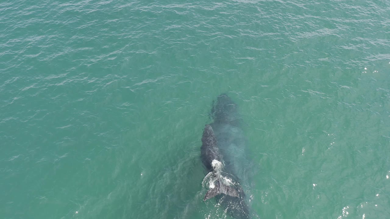 The whale and calf sit lower in the overhead frame in Baja California Sur, Mexico, with broad turquoise water around them, fine ripples, and no visible people.