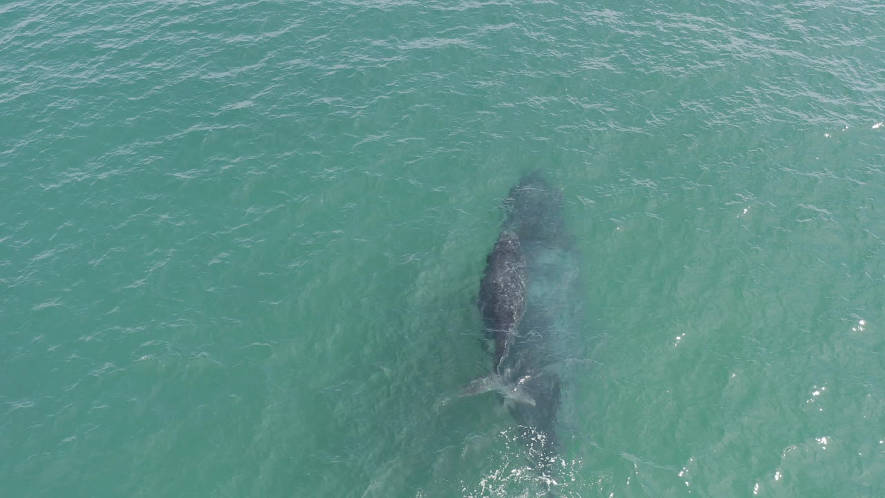Overhead frame from Baja California Sur, Mexico showing a whale just below the clear blue-green surface with faint spray near its body and no visible people.
