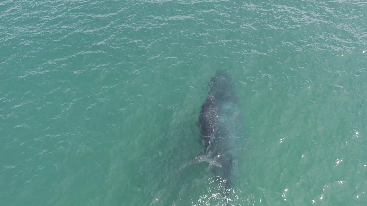 A whale remains centered beneath rippled turquoise water in Baja California Sur, Mexico, with a pale burst of exhaled spray above the body and no visible people.