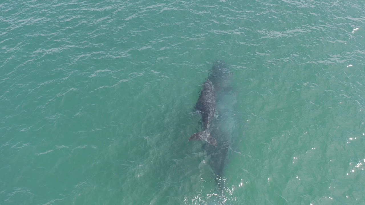 The whale is seen from above in clear Baja California Sur water, its body darker under the surface while small bright reflections mark the surrounding waves and no visible people appear.