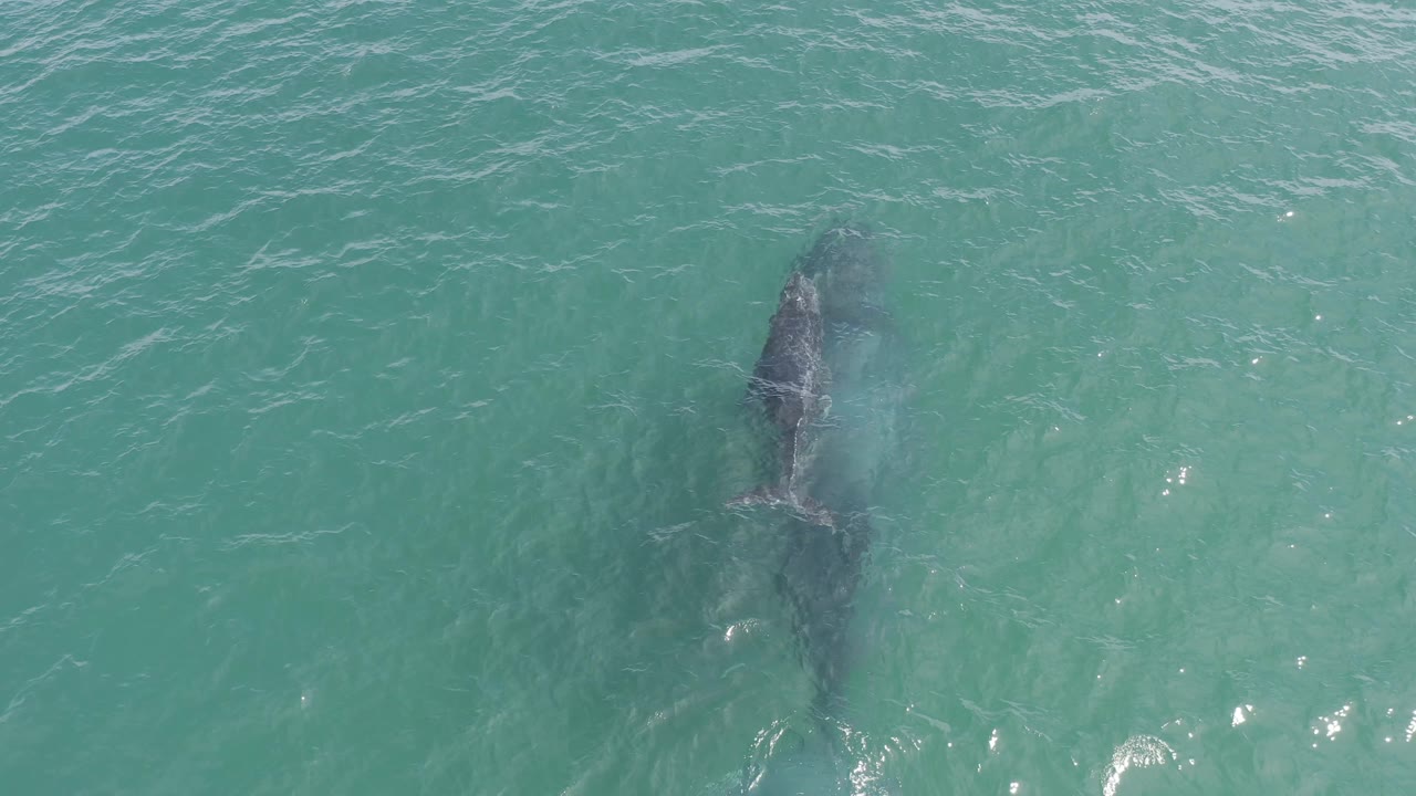 A slightly darker overhead view shows the whale below the surface in blue-green water, with its tail area visible and ripples spreading nearby in Baja California Sur, Mexico, with no visible people.