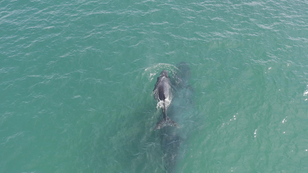 Overhead frame from Baja California Sur, Mexico, showing a whale beneath clear turquoise water with a smaller dark animal just ahead and no visible people.