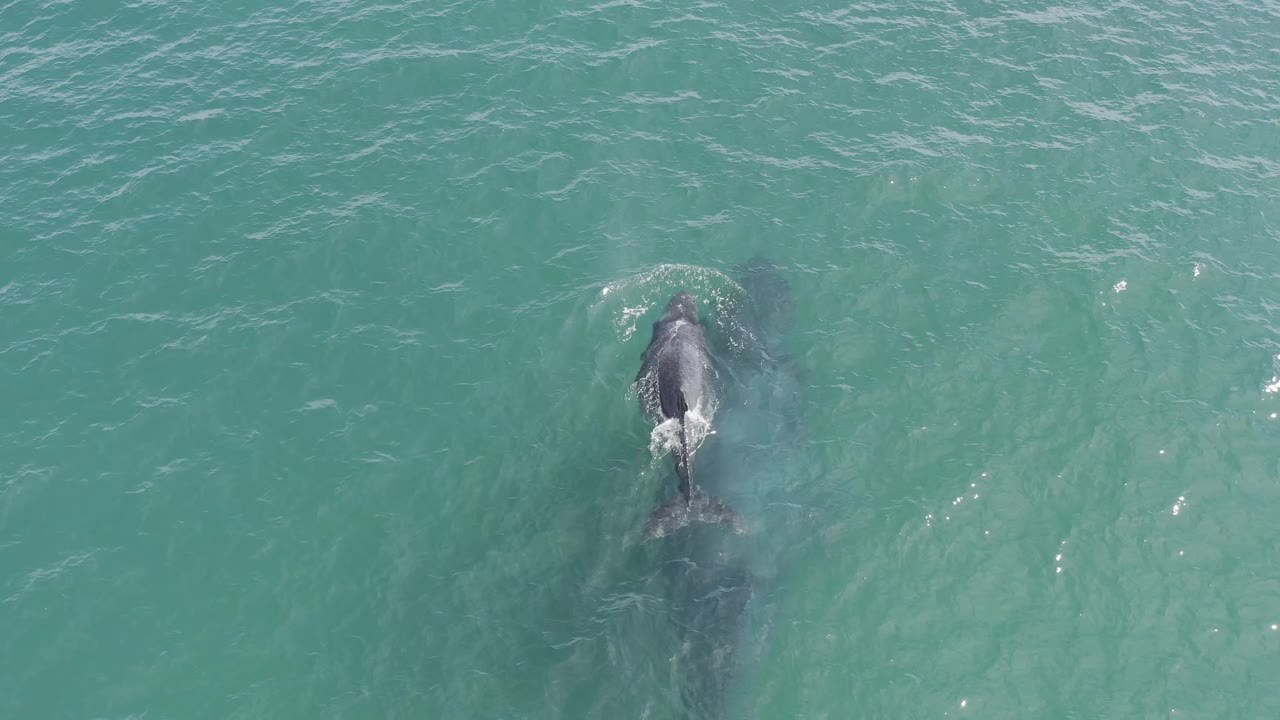 Whale and smaller animal swimming under clear ocean surface