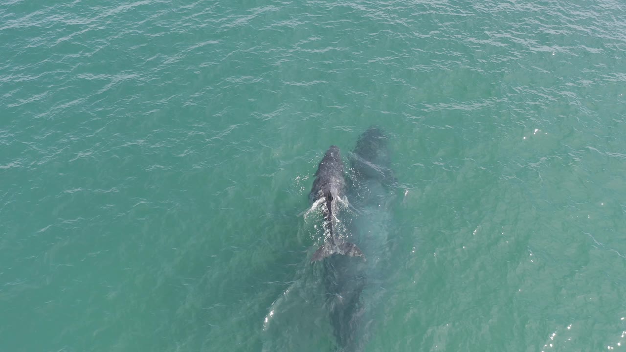 Top-down frame from Baja California Sur, Mexico, showing the whale slightly right of center with the smaller animal near its head in green-blue water and no visible people.