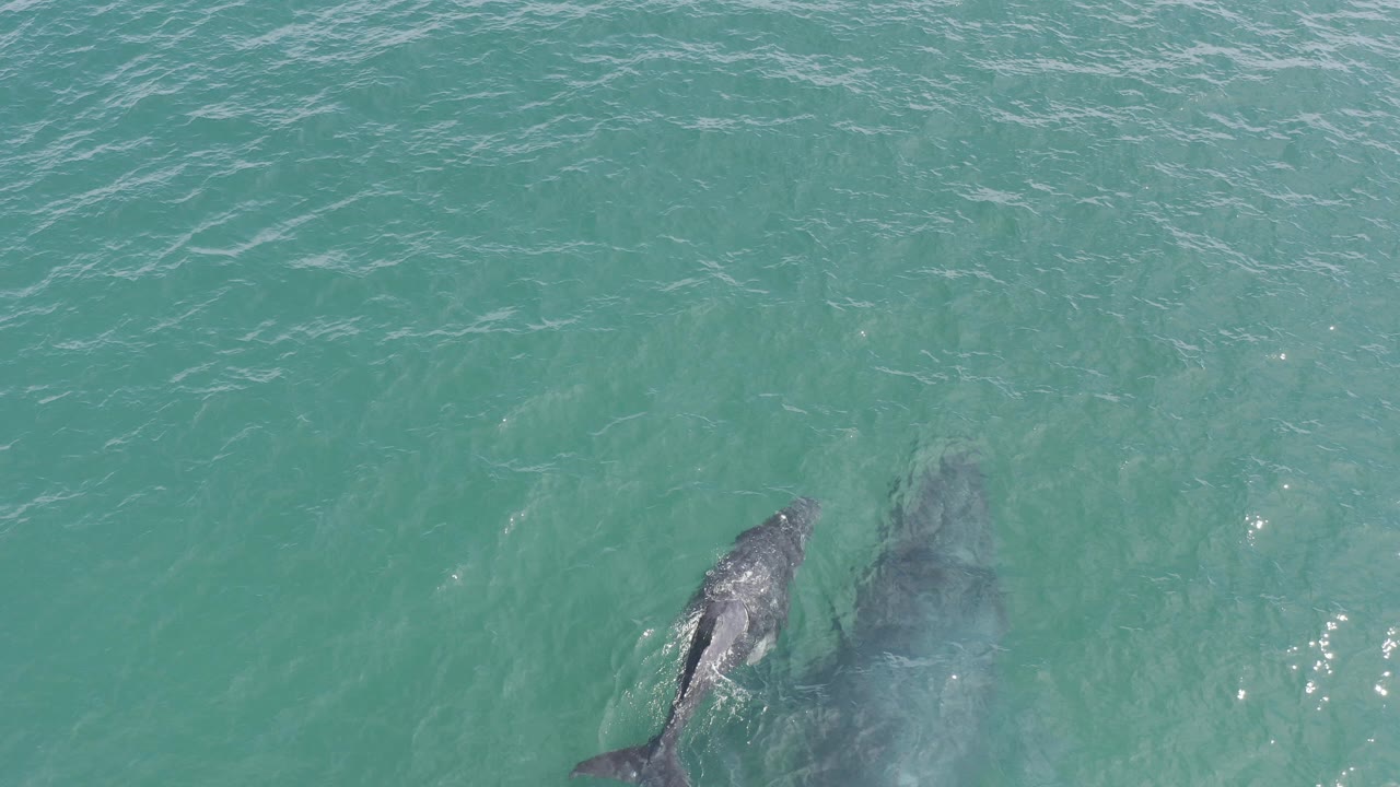 Overhead view of a whale and calf swimming close together in pale green water in Baja California Sur, Mexico, with no visible people.