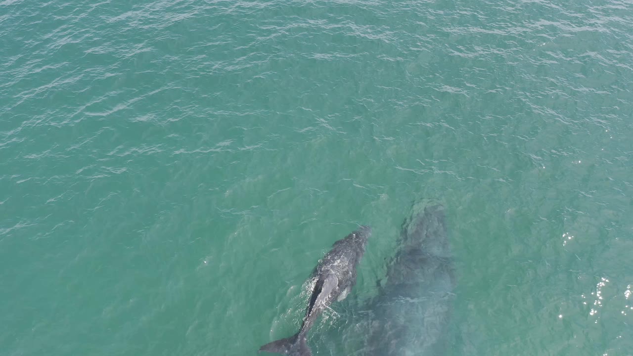 The whale and calf remain side by side below the pale green ocean surface, with the larger body darker and softer under the water and no visible people.