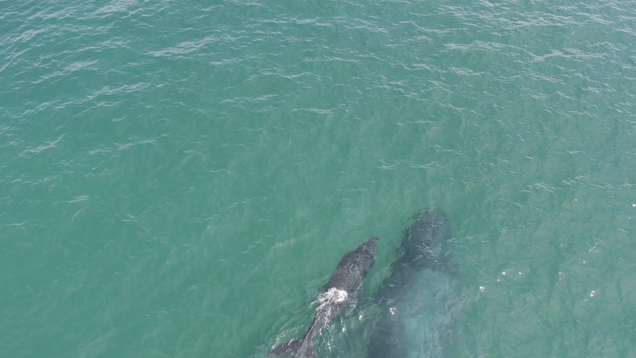 The calf appears slightly ahead of the larger whale shadow in turquoise-green water in Baja California Sur, Mexico, with white surface disturbance near the calf and no visible people.