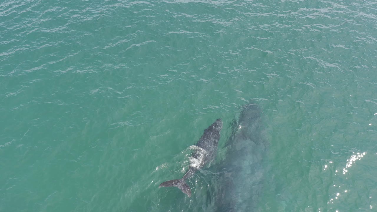 A whale and calf pass through rippled pale green ocean, with the calf's back closer to the surface and the larger whale shape trailing beside it, no visible people.