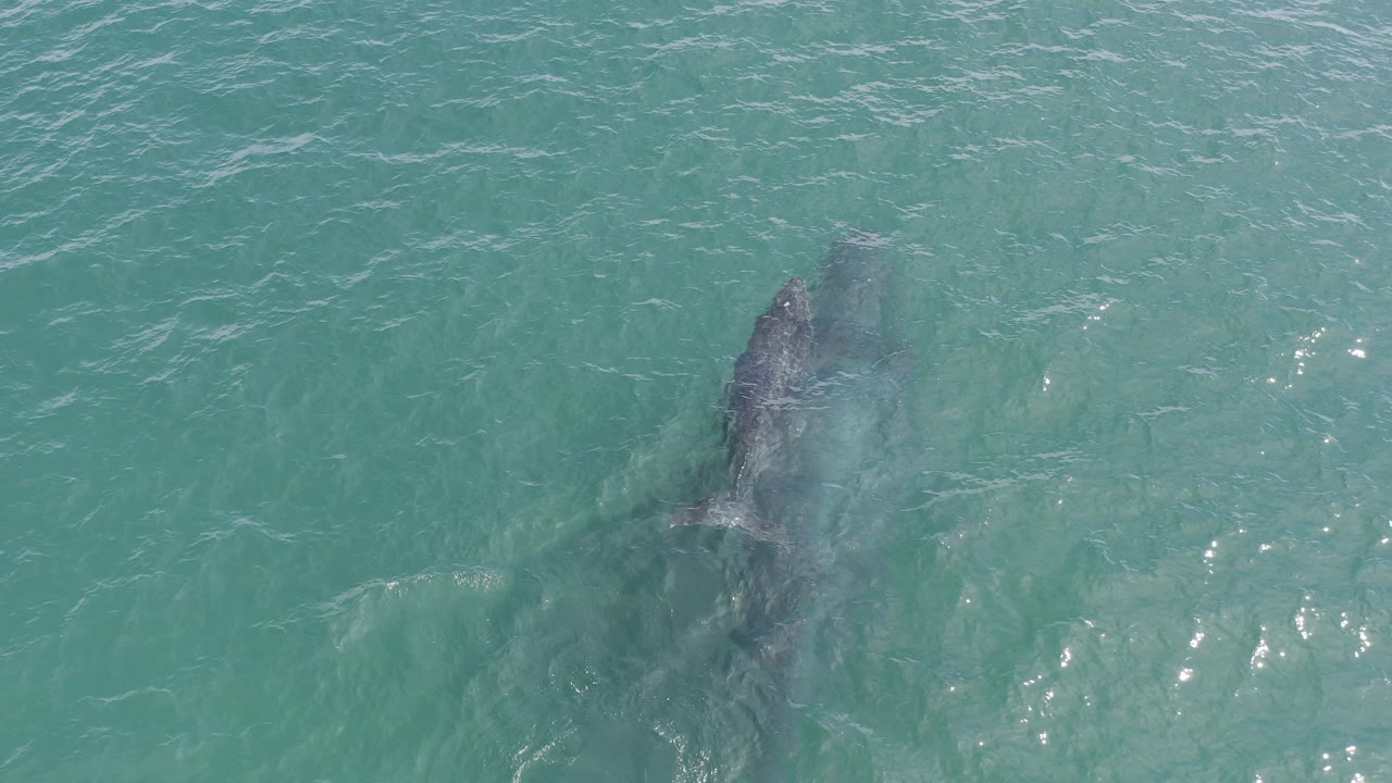 Overhead view of a whale beneath turquoise water in Baja California Sur, Mexico, with pale surface ripples and no visible people.