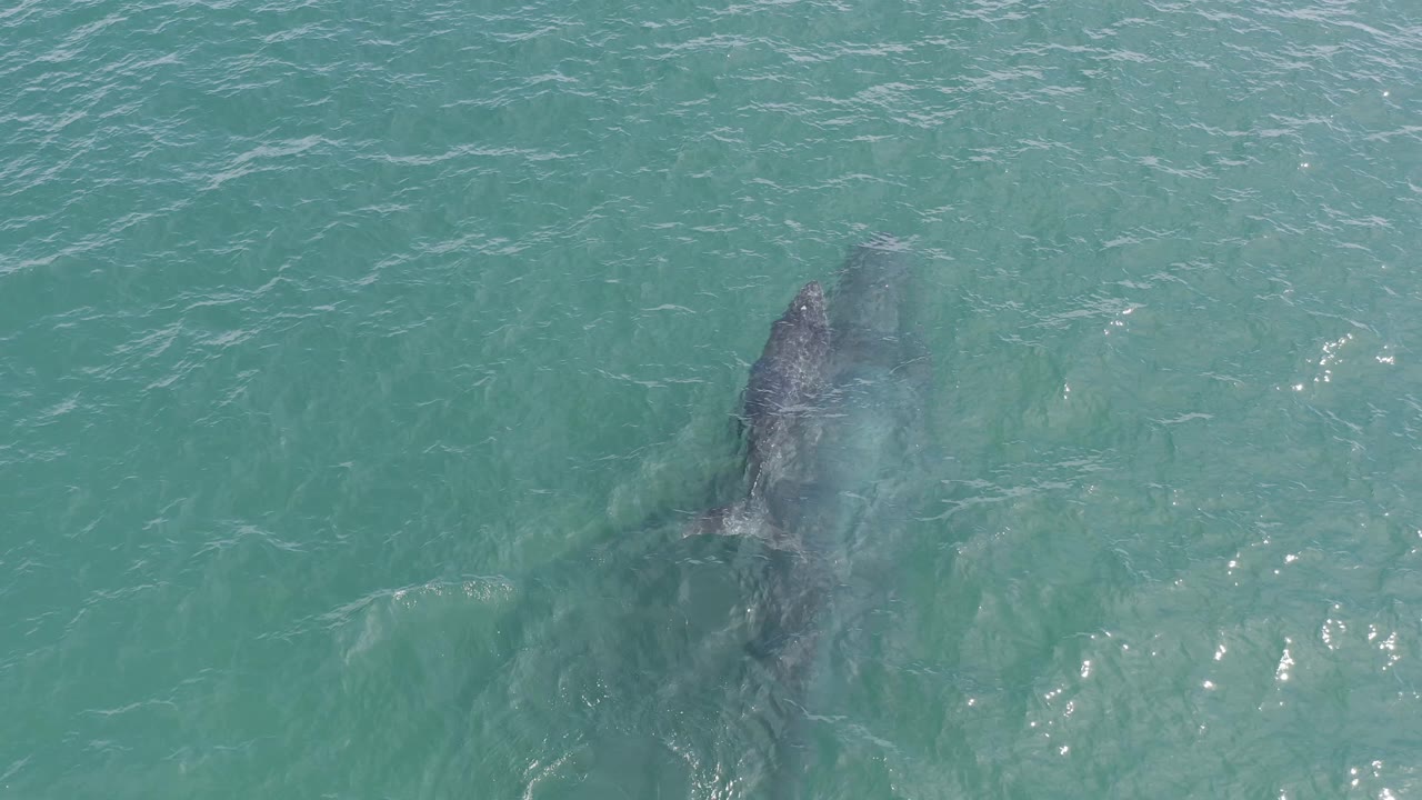 A whale remains just under the sunlit blue-green sea surface in Baja California Sur, Mexico, with ripples crossing above it and no visible people.