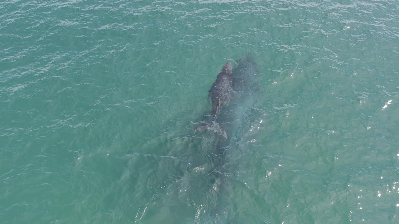 The whale appears farther along near the surface of clear turquoise water in Baja California Sur, Mexico, with its darker body visible below small waves and no visible people.