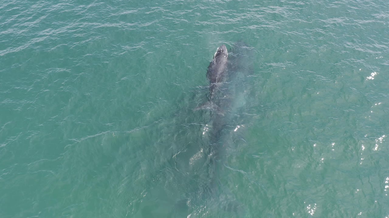 A centered overhead view shows the whale below rippled turquoise ocean in Baja California Sur, Mexico, with soft glare on the water and no visible people.