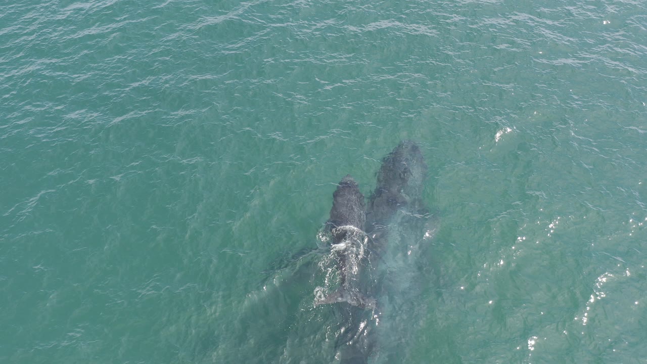 A whale and smaller calf are seen from above beneath clear green-blue water in Baja California Sur, Mexico, with no visible people.