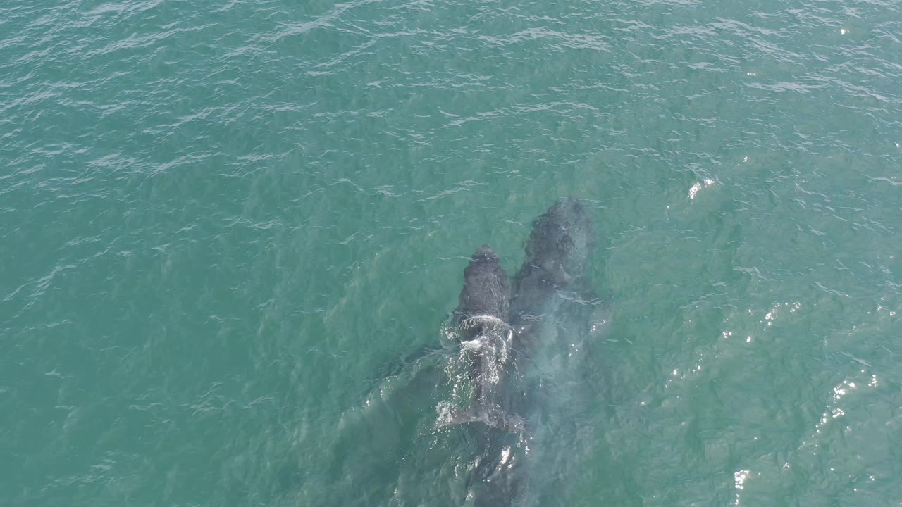 The whale pair remains close together under rippled Baja California Sur water as light spray breaks around the larger whale, with no visible people.