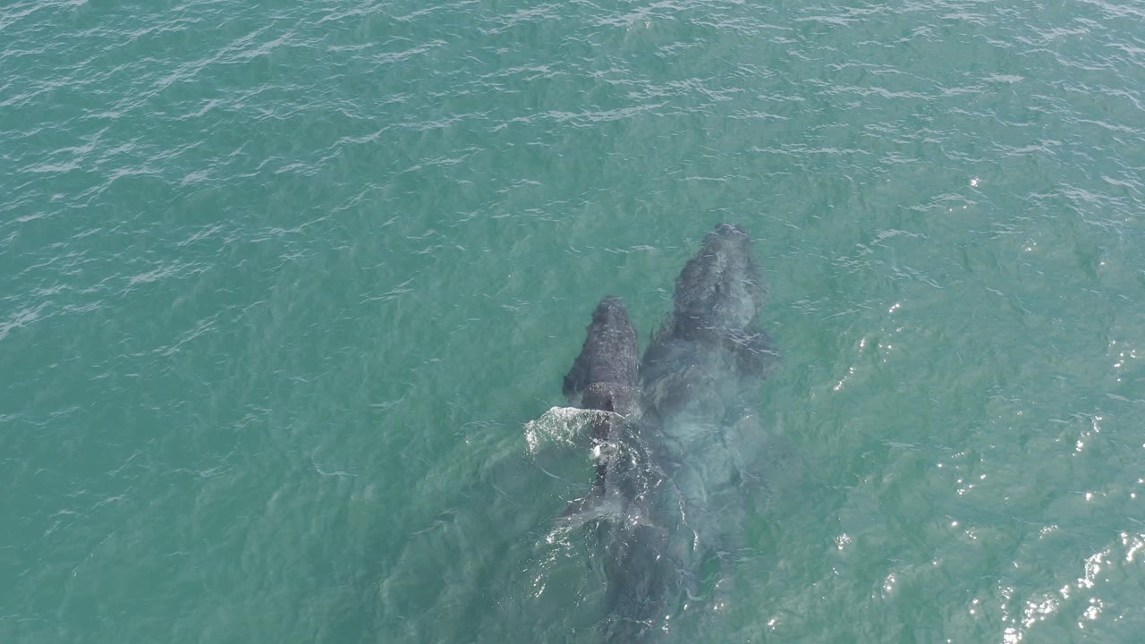 From a top-down angle, the calf stays beside the larger whale in clear green water off Baja California Sur, Mexico, with no visible people.