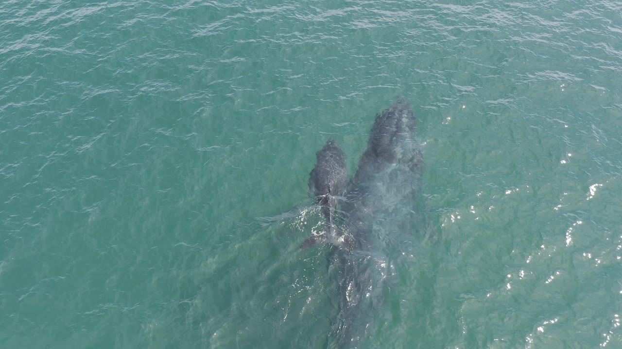 The smaller whale swims beside the larger whale as a cloudy patch of disturbed water passes over them in Baja California Sur, with no visible people.