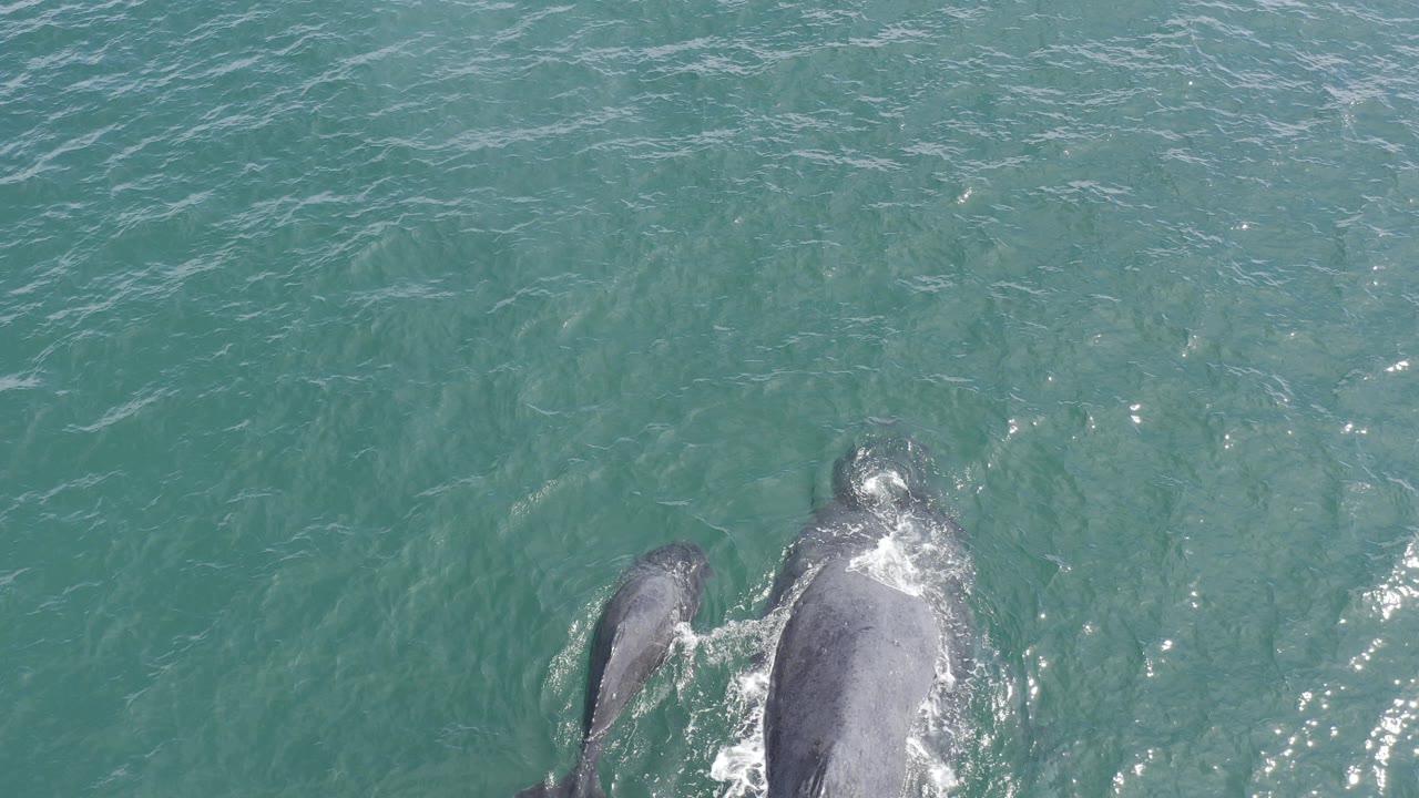 Overhead view of an adult dolphin and calf swimming close together beneath green-blue water in Baja California Sur, Mexico, with no visible people.