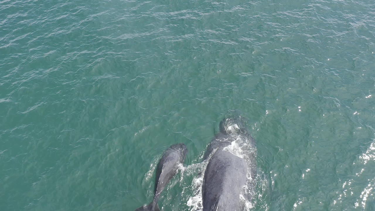 The calf stays tight beside the larger dolphin as both move through rippled green-blue ocean water off Baja California Sur, Mexico, with no visible people.