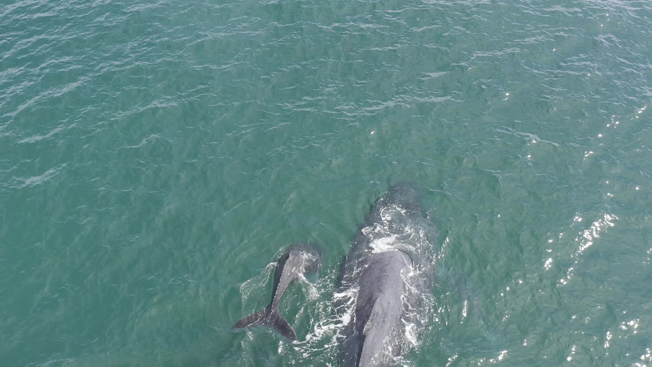 The adult dolphin and smaller calf are partly visible through clear turquoise water as surface foam gathers around them in Baja California Sur, Mexico, with no visible people.