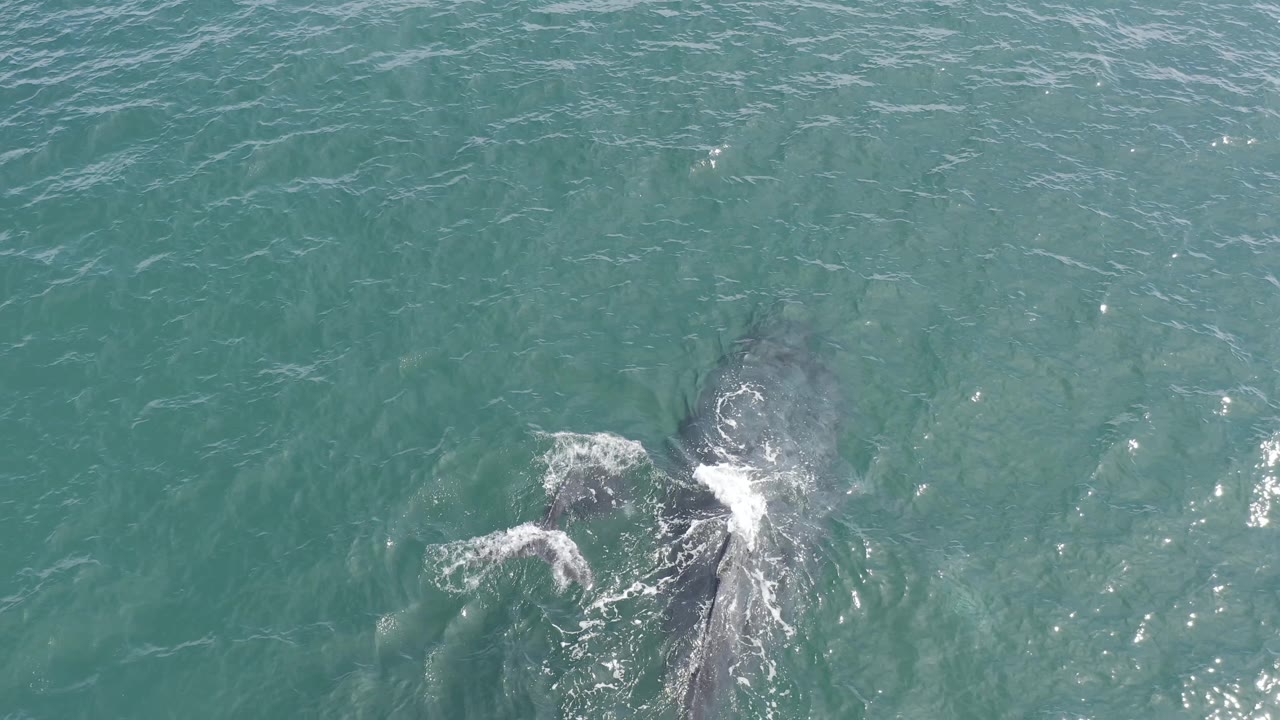 Two dolphins appear lower in the frame as they turn under the green-blue water, with a bright splash marking their movement in Baja California Sur, Mexico, and no visible people.