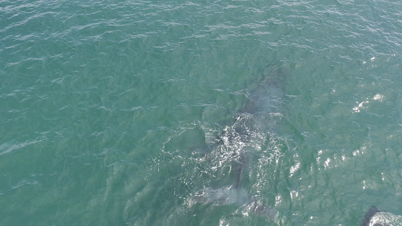 Overhead view in Baja California Sur, Mexico, with two dark whales just below blue-green water and small white foam near the center, no visible people.