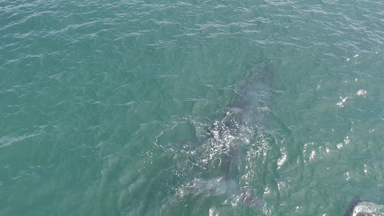 The whale pair remains beneath turquoise water in Baja California Sur, Mexico, with brighter sun reflections and foam marking their position, no visible people.
