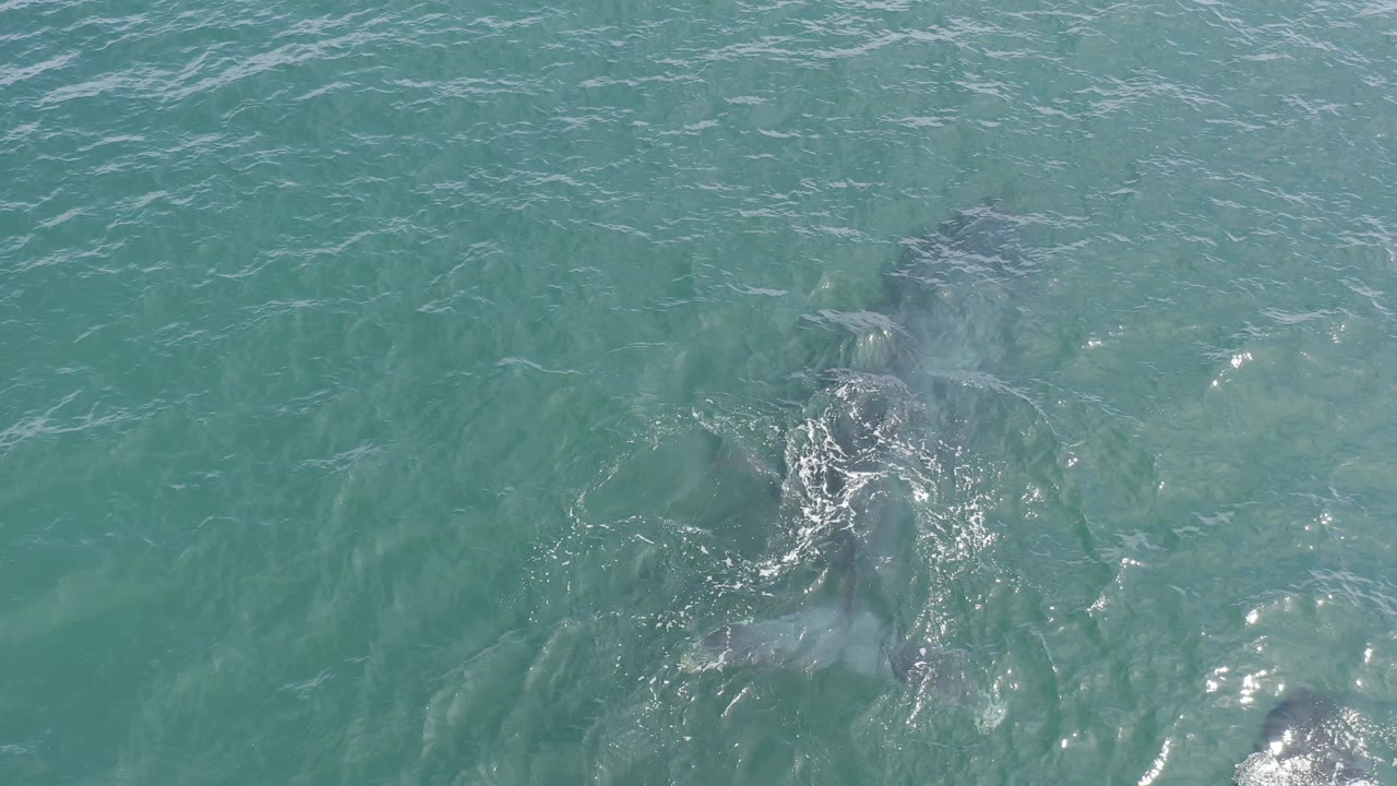 Overhead frame from Baja California Sur, Mexico, showing the dark forms of two whales under rippled turquoise water with foam shifted to the right, no visible people.