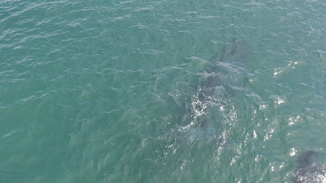 Whale pair partly obscured by water texture