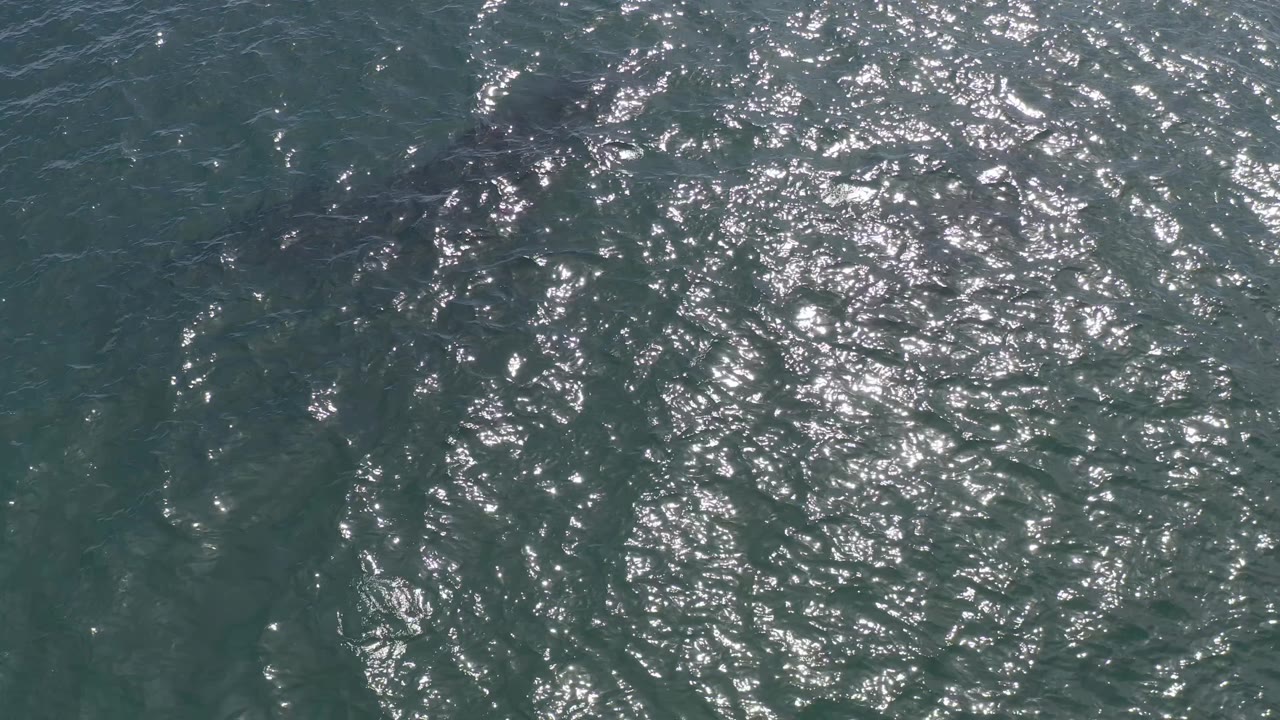 Aerial frame over Baja California Sur water with dense sun sparkle across small ripples and no visible people or shoreline.