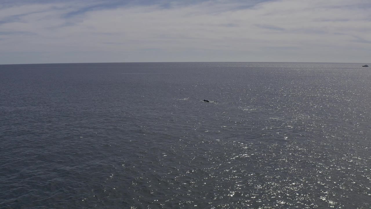 Small dark shape and rippled water on a wide ocean surface.
