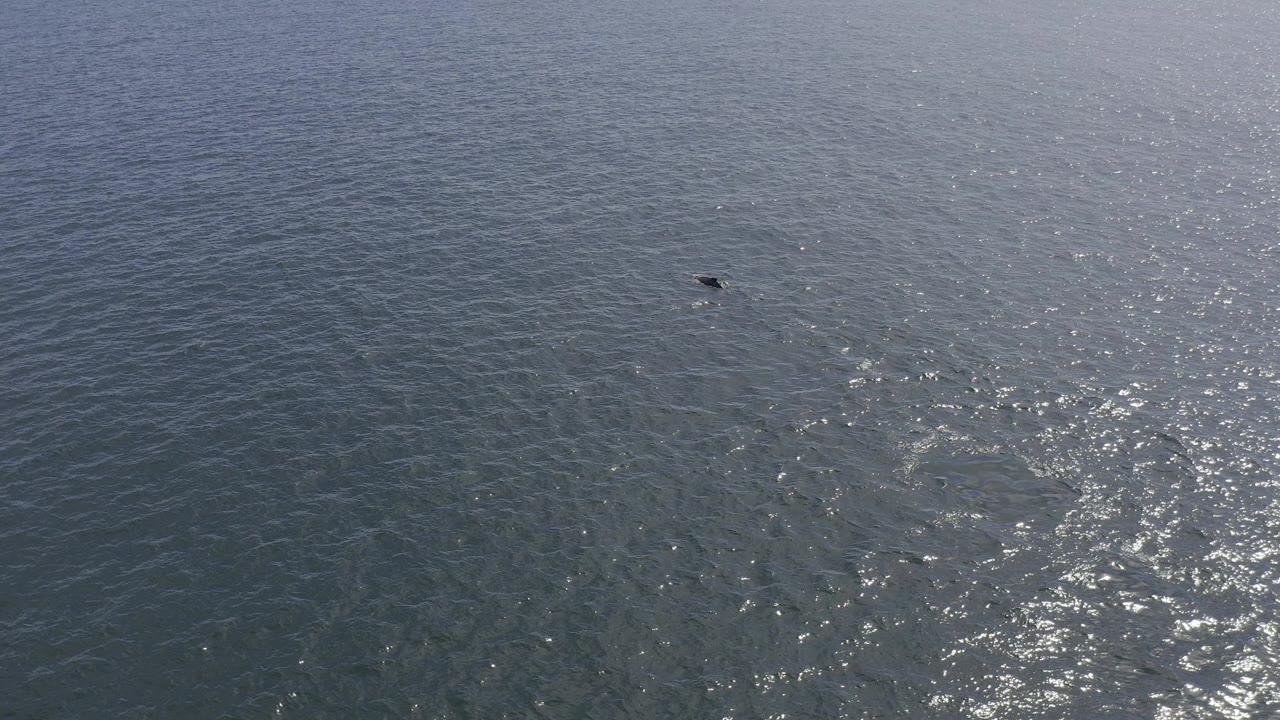 Aerial view over blue gray water in Baja California Sur, Mexico, with sun sparkle on the surface and a small dark dolphin shape near the upper left, no visible people.
