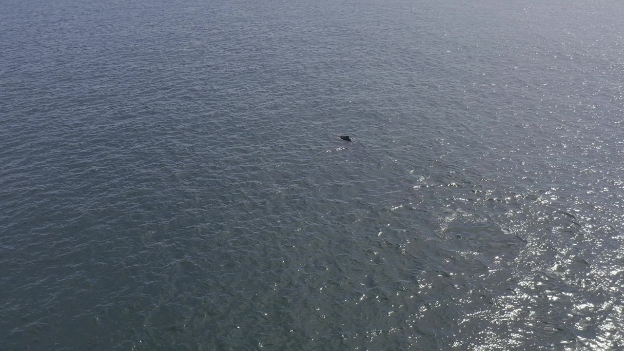 Drone-like overhead view of Baja California Sur ocean water with bright reflected sunlight and a small dark dolphin shape near the upper left of the frame, no visible people.