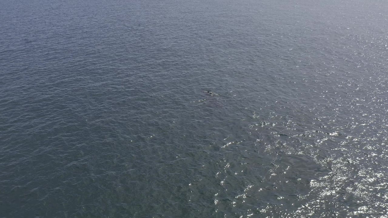 High aerial view of open water in Baja California Sur, Mexico, with the dolphin appearing as a small dark mark left of the brighter sun-glint area, no visible people.