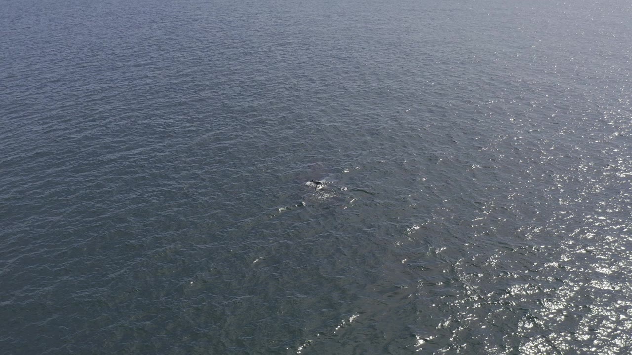 Overhead ocean view with a whale just below the surface