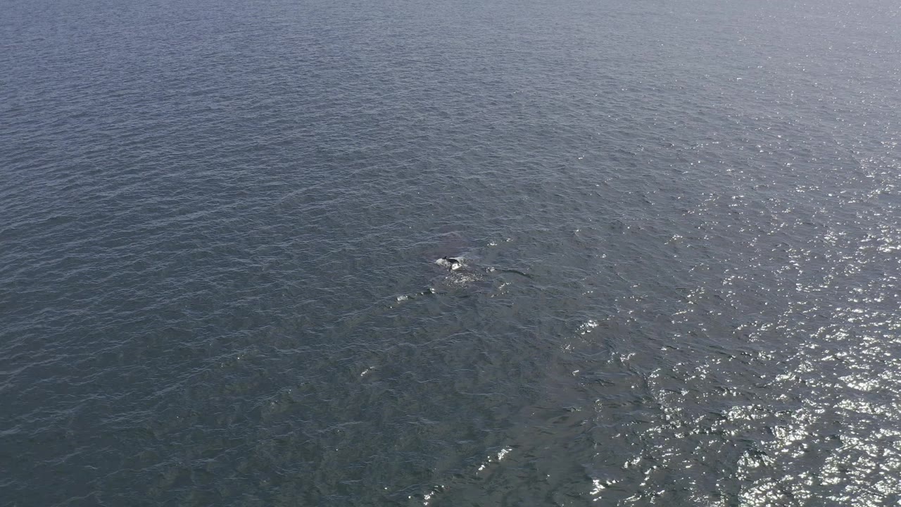 A drone view shows the whale's dark form under rippled blue water in Baja California Sur, Mexico, with a bright band of reflected sunlight and no visible people.