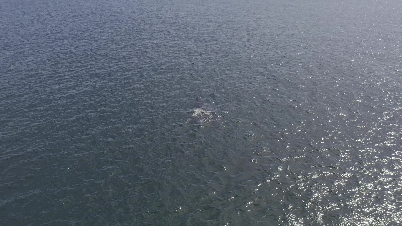 The whale begins to break the ocean surface in Baja California Sur, Mexico, with white disturbance around its back and no visible people or vessels.