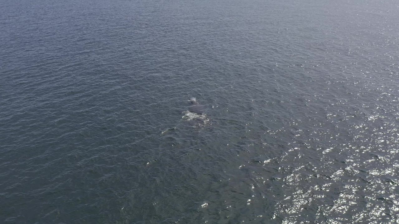 Aerial frame of the whale near the surface in Baja California Sur, Mexico, with a small white wake trailing through blue-green water and no visible people.