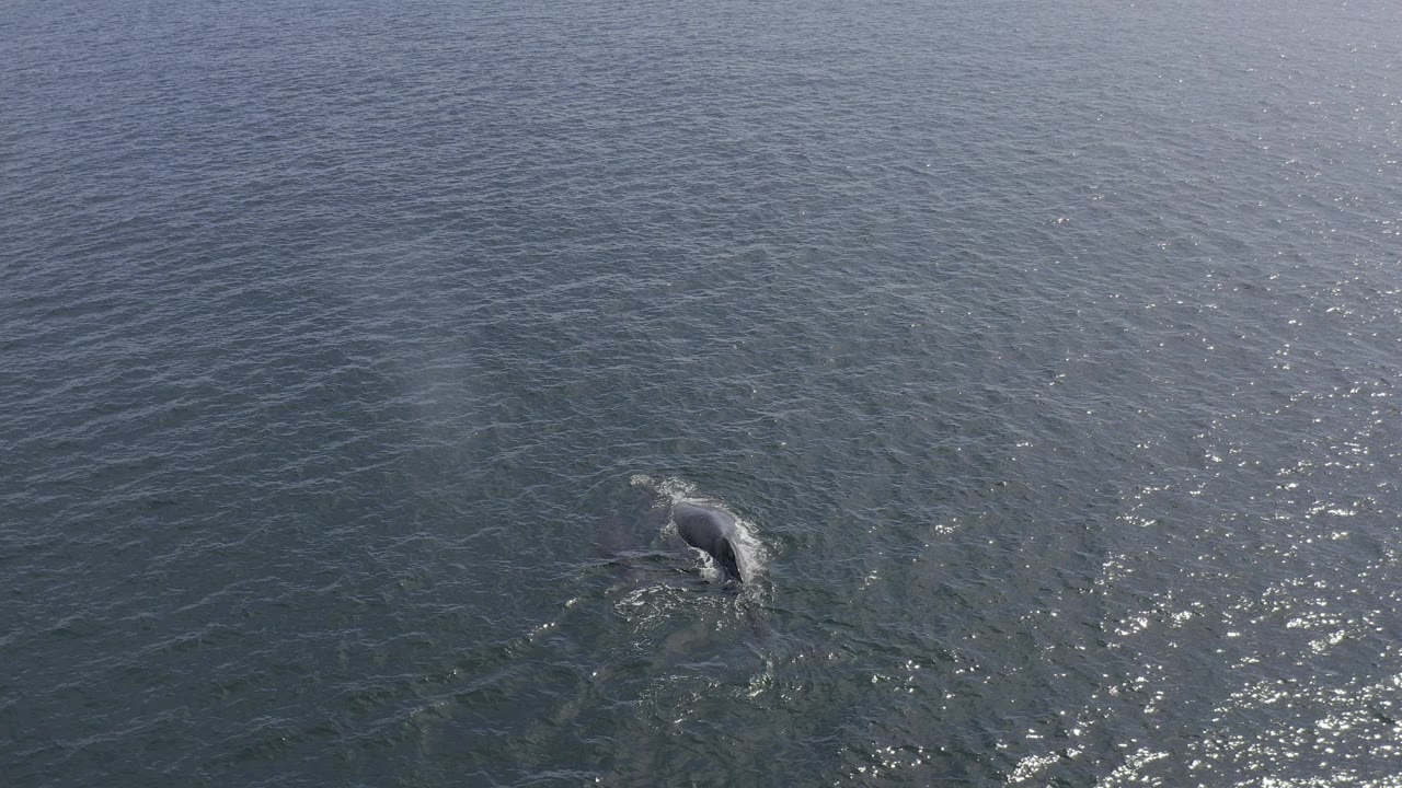 A whale is partly visible near the surface of blue-green water in Baja California Sur, Mexico, with sun flecks on surrounding waves and no visible people.