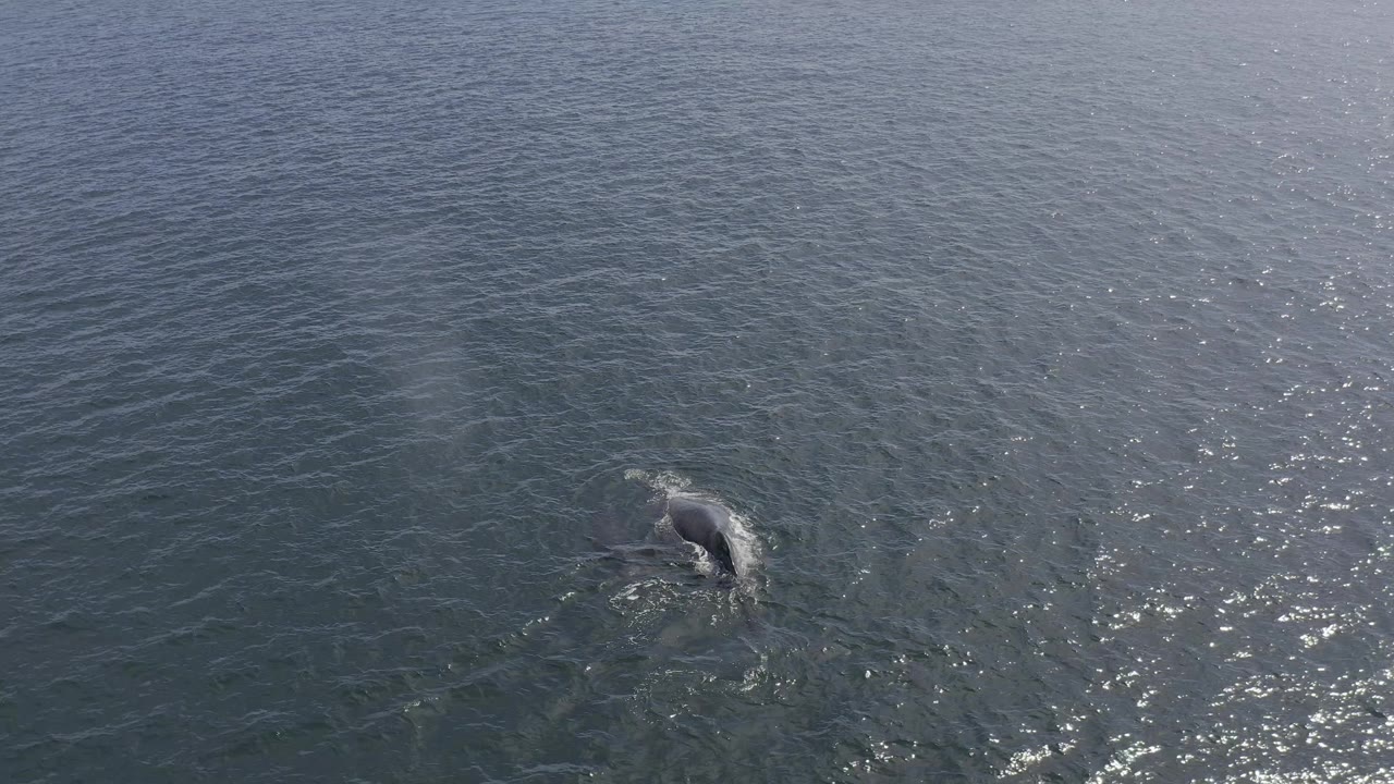 The whale appears slightly farther across the frame, breaking the water surface while small ripples spread through the blue-green ocean in Baja California Sur, Mexico, with no visible people.