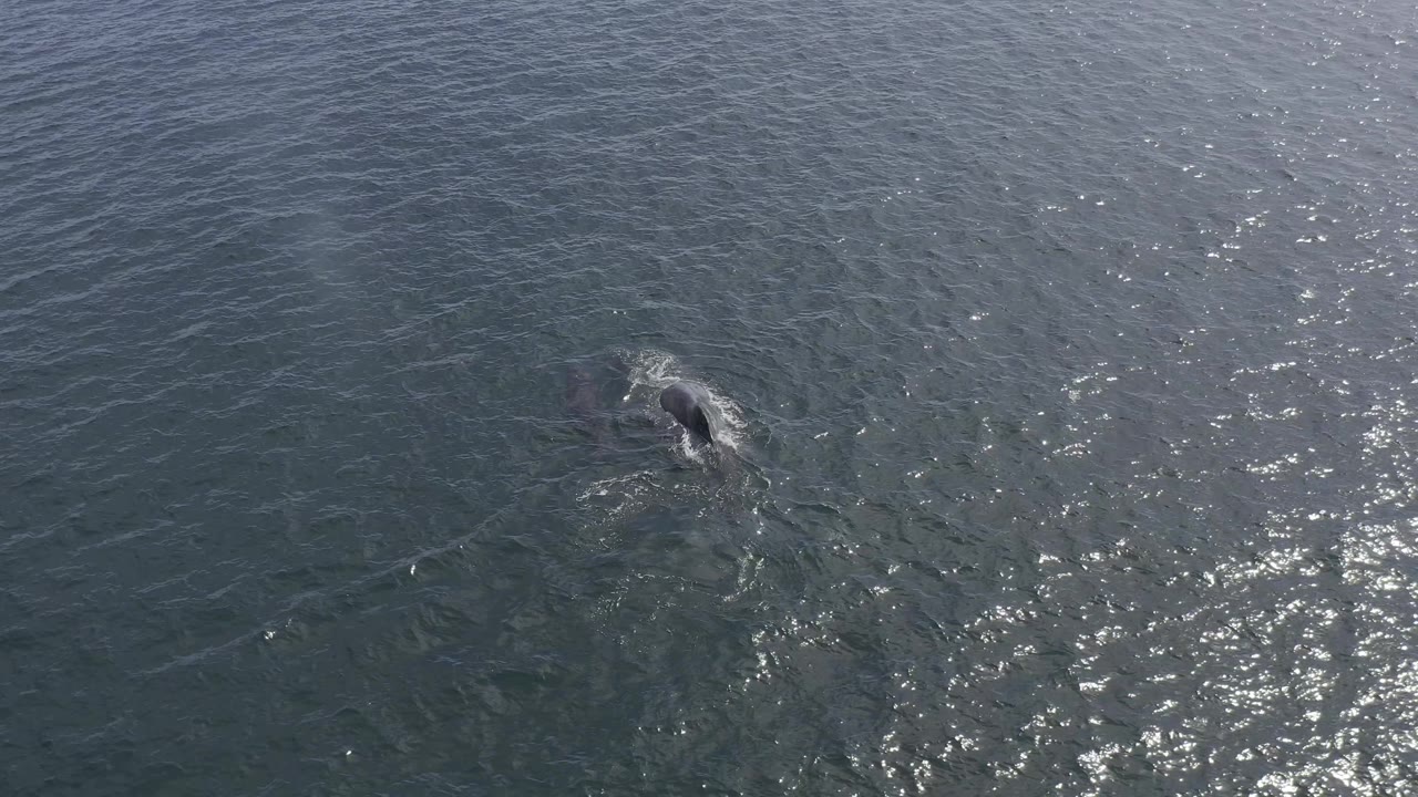 A whale moves near the upper right area of the aerial frame in Baja California Sur, Mexico, with stronger sun sparkle on the open water and no visible people.