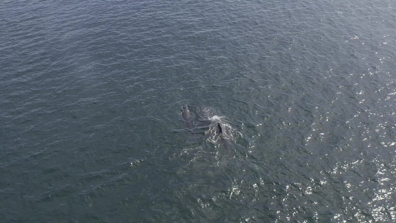 The whale is partly submerged in Baja California Sur, Mexico, with a small white water disturbance beside it and empty blue-green ocean around the subject, with no visible people.