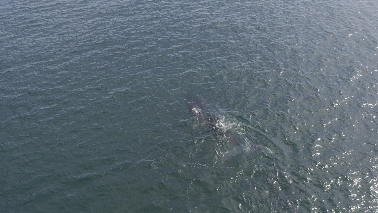 Overhead view of a dolphin partly surfacing in blue-green ocean water in Baja California Sur, Mexico, with small white splashes and no visible people.
