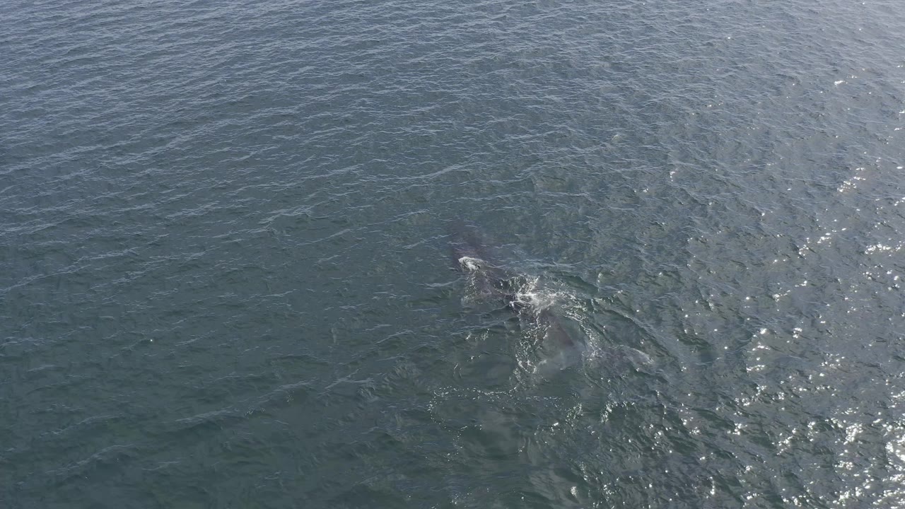 Dolphin shape moving beneath sunlit ocean surface