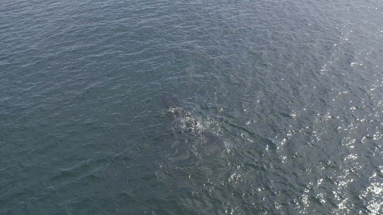 A dolphin disturbs the blue ocean surface in Baja California Sur, Mexico, creating a compact white splash amid rippled water and no visible people.