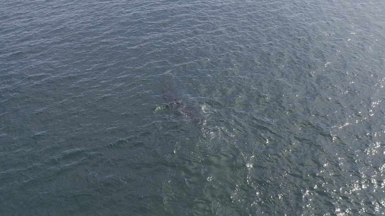 Overhead view of blue-green water in Baja California Sur, Mexico, with a dark submerged shape left of center, bright surface sparkle to the right, and no visible people.