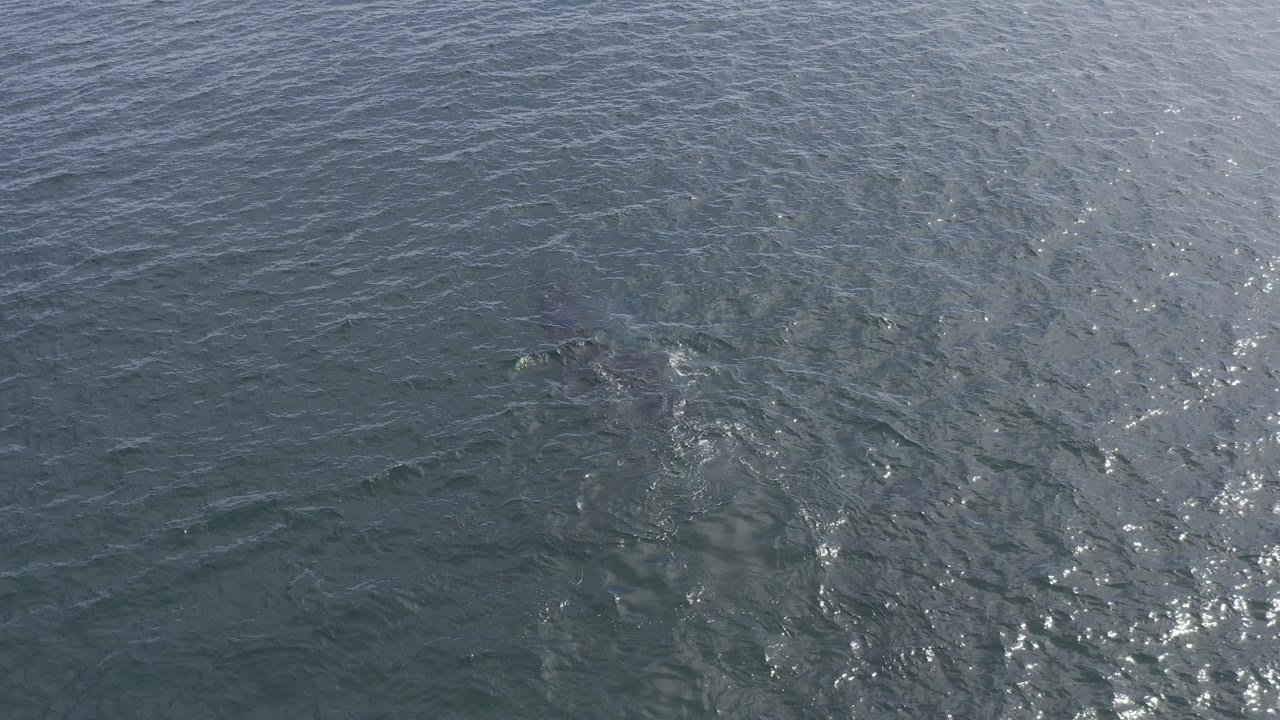 Aerial-looking frame of Baja California Sur water with fine ripples, sun flecks near the right side, a darker underwater shape left of center, and no visible people.