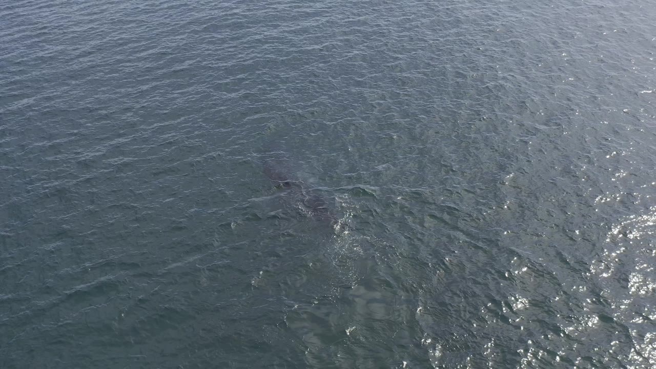 Downward view over Baja California Sur water where the dark submerged shape sits farther left under the rippled blue-green surface, with brighter highlights on the right and no visible people.