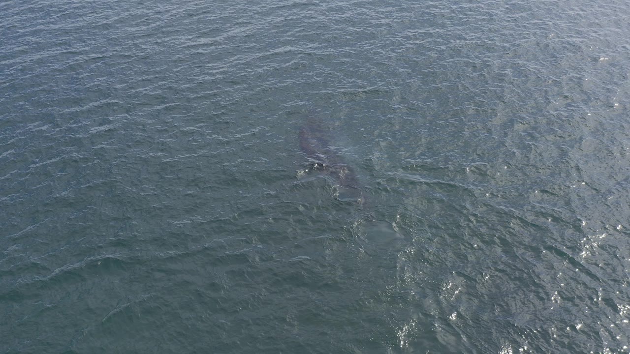 Gray dolphin under rippled blue-green sea water